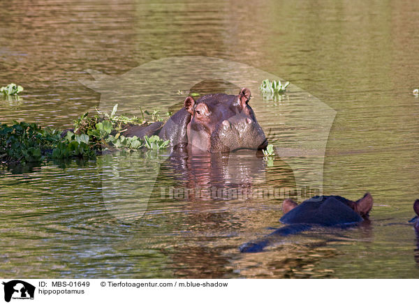 Flusspferde / hippopotamus / MBS-01649