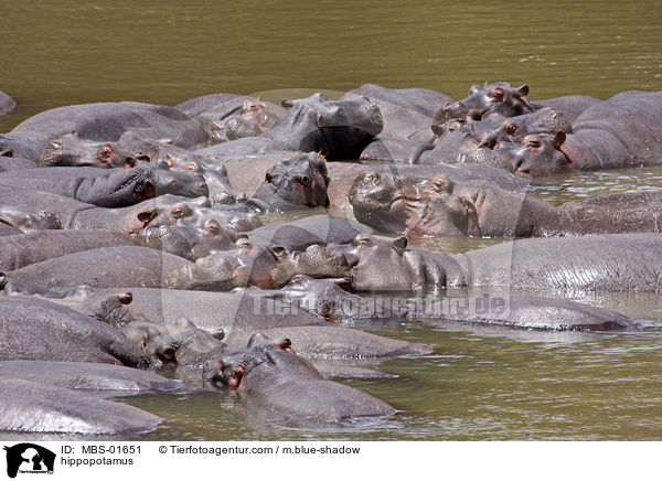 Flusspferde / hippopotamus / MBS-01651