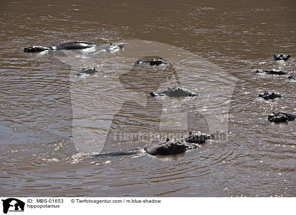 Flusspferde / hippopotamus / MBS-01653