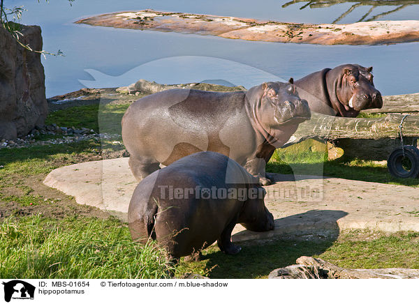 Flusspferde / hippopotamus / MBS-01654