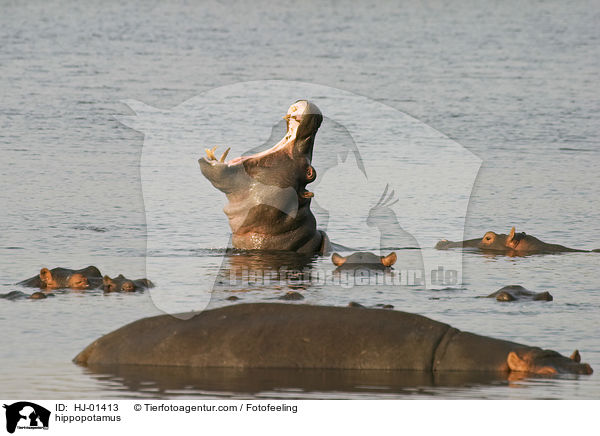 Flusspferd / hippopotamus / HJ-01413