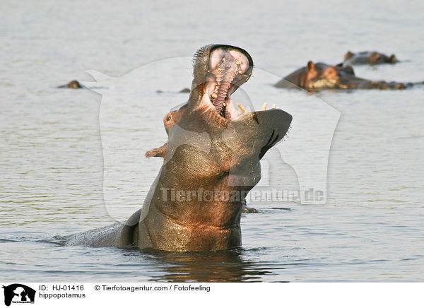 Flusspferd / hippopotamus / HJ-01416