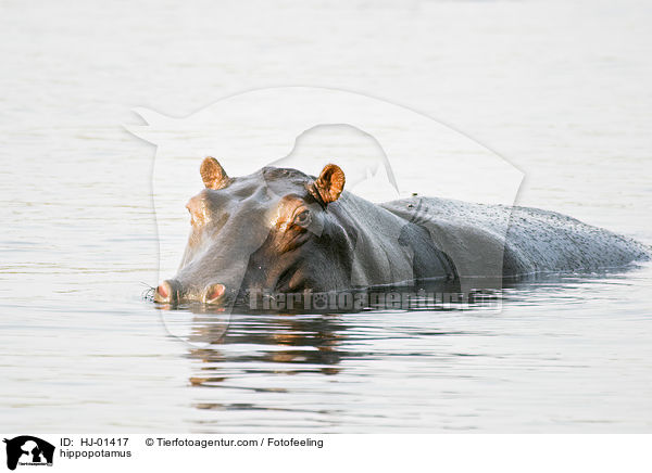 Flusspferd / hippopotamus / HJ-01417