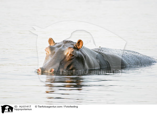 hippopotamus / HJ-01417