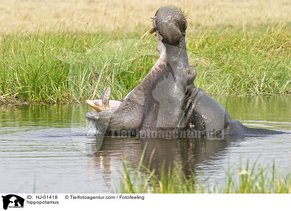 Flusspferd / hippopotamus / HJ-01418