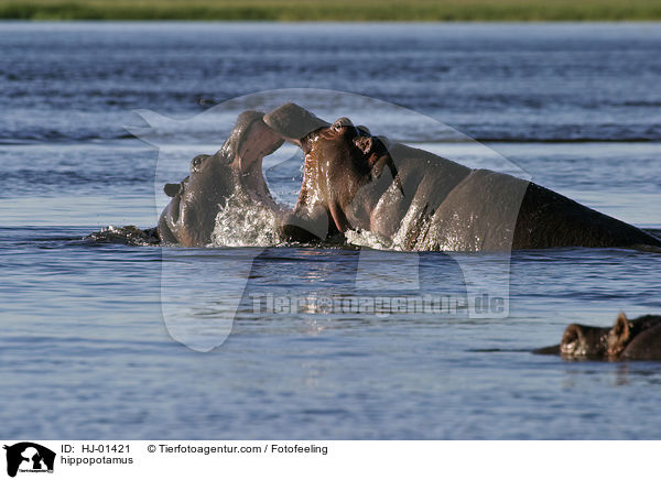 Flusspferd / hippopotamus / HJ-01421