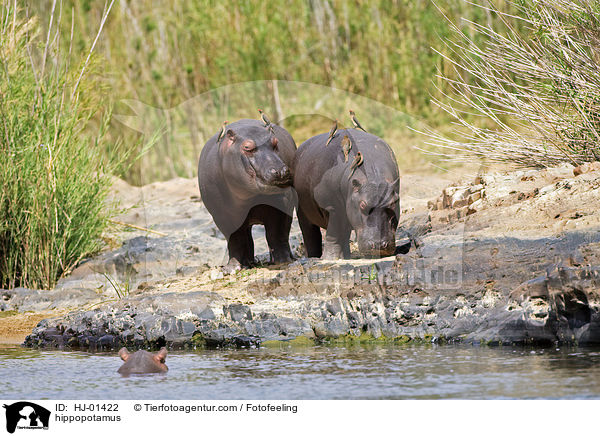 Flusspferd / hippopotamus / HJ-01422