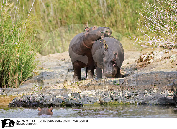 Flusspferd / hippopotamus / HJ-01423