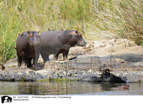 Flusspferd / hippopotamus / HJ-01424