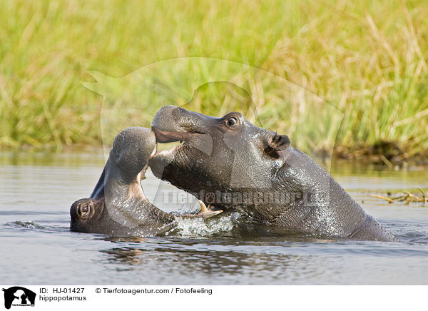 Flusspferd / hippopotamus / HJ-01427