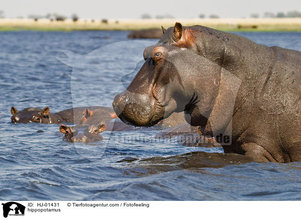 Flusspferd / hippopotamus / HJ-01431