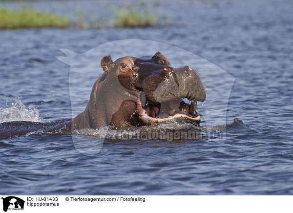 Flusspferd / hippopotamus / HJ-01433