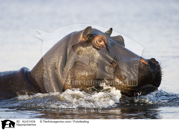 Flusspferd / hippopotamus / HJ-01434