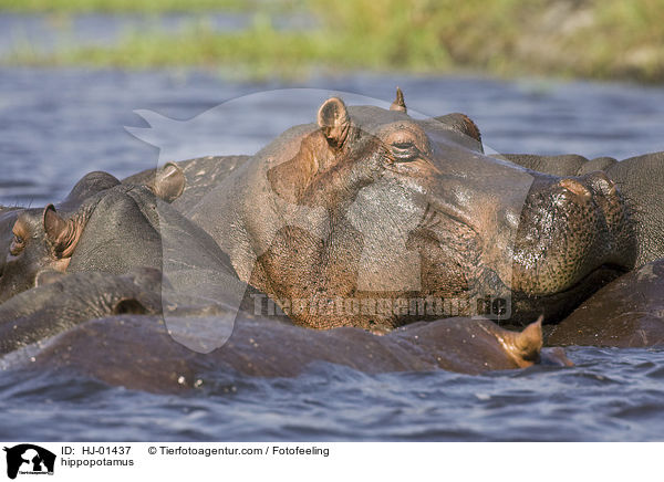 Flusspferd / hippopotamus / HJ-01437