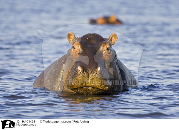 Flusspferd / hippopotamus / HJ-01438