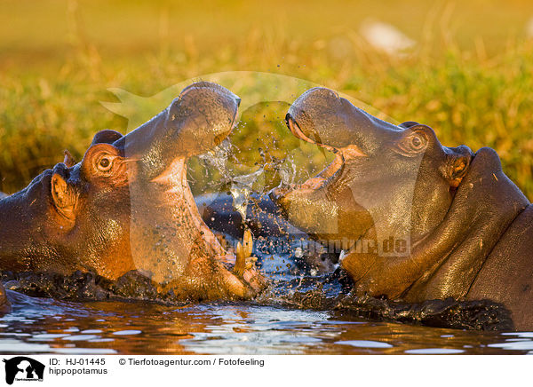 Flusspferd / hippopotamus / HJ-01445