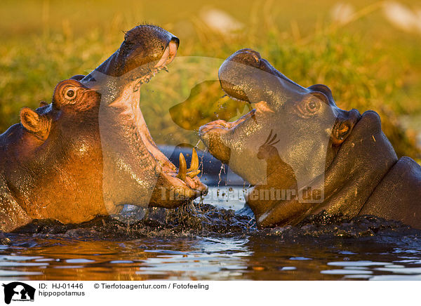 Flusspferd / hippopotamus / HJ-01446