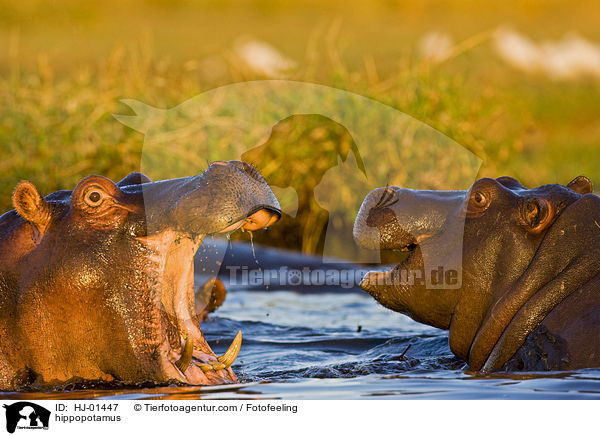 Flusspferd / hippopotamus / HJ-01447