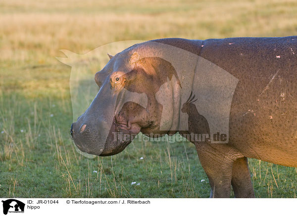 Flusspferd / hippo / JR-01044