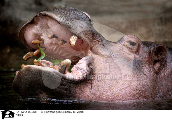 Flusspferd / hippo / MAZ-03258