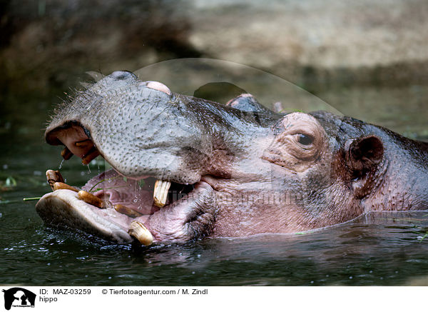 Flusspferd / hippo / MAZ-03259