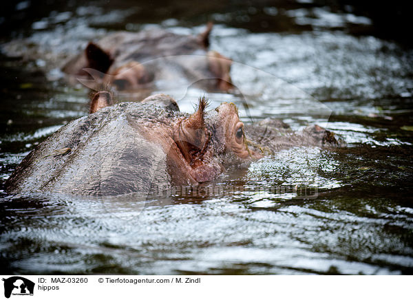 Flusspferde / hippos / MAZ-03260