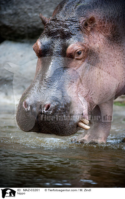 Flusspferd / hippo / MAZ-03261