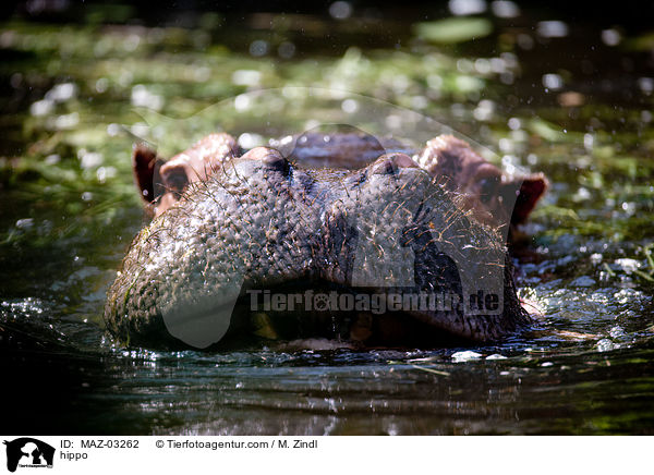 Flusspferd / hippo / MAZ-03262