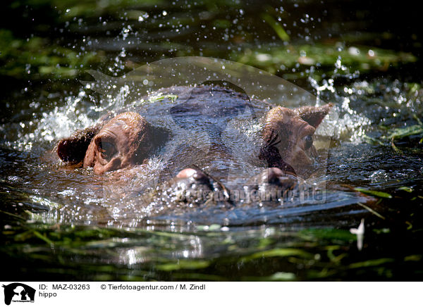 Flusspferd / hippo / MAZ-03263