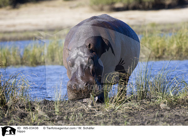 Flusspferd / hippo / WS-03436