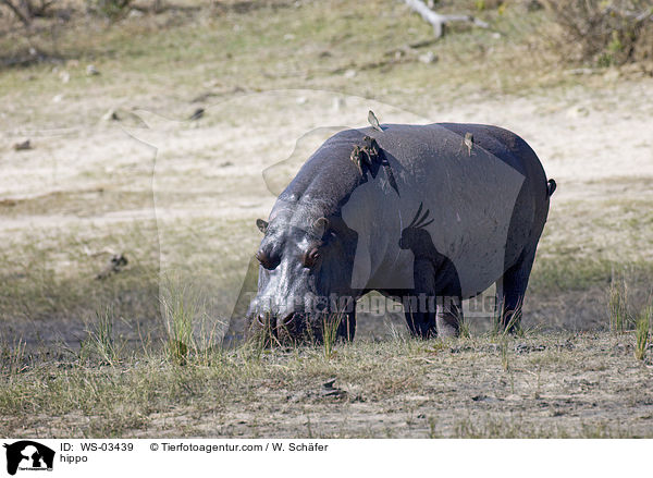 Flusspferd / hippo / WS-03439