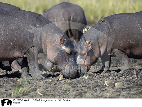 Flusspferde / hippos / WS-03441