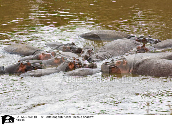Flusspferde / hippos / MBS-03148