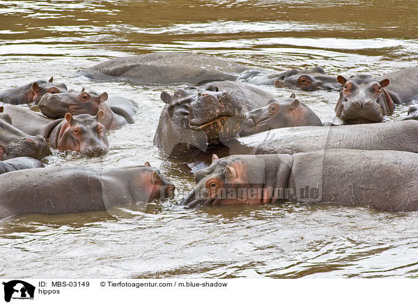 Flusspferde / hippos / MBS-03149