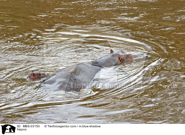 Flusspferde / hippos / MBS-03150