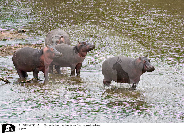 hippos / MBS-03181