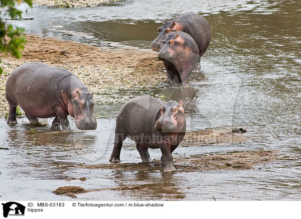 Flusspferde / hippos / MBS-03183
