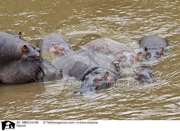 hippos / MBS-03186