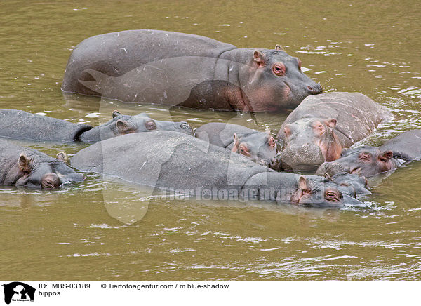 Flusspferde / hippos / MBS-03189