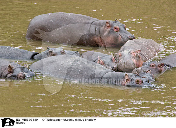 hippos / MBS-03189
