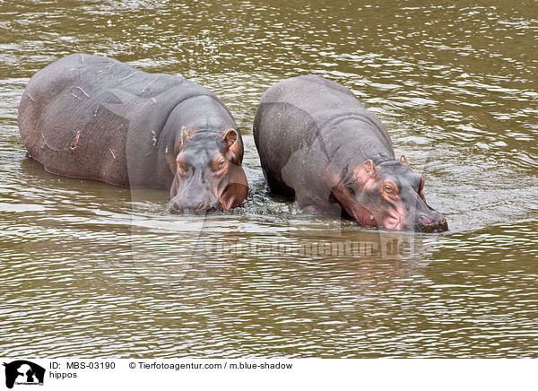 Flusspferde / hippos / MBS-03190
