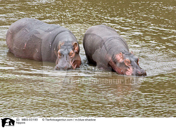 hippos / MBS-03190