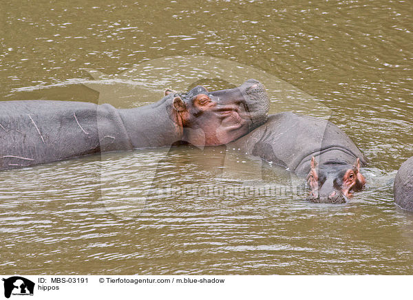 Flusspferde / hippos / MBS-03191