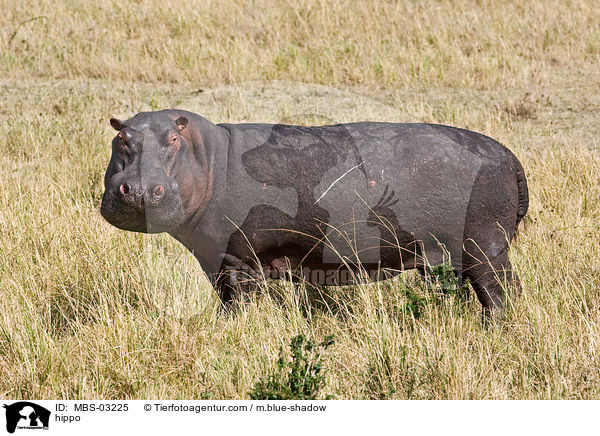 hippo / MBS-03225