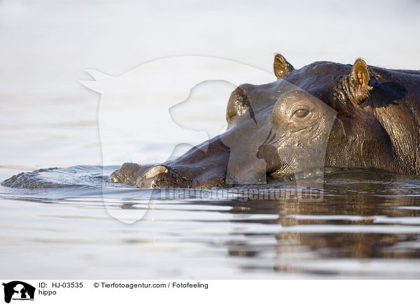 Flusspferd / hippo / HJ-03535