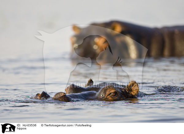 hippos / HJ-03536