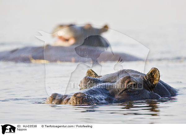 Flusspferde / hippos / HJ-03538