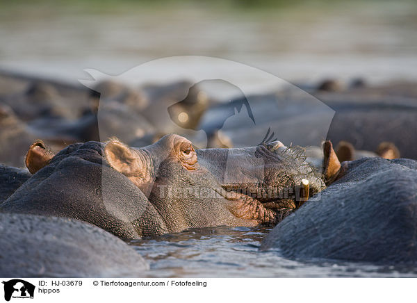 hippos / HJ-03679