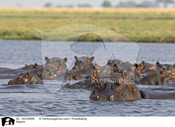 Flusspferde / hippos / HJ-03694