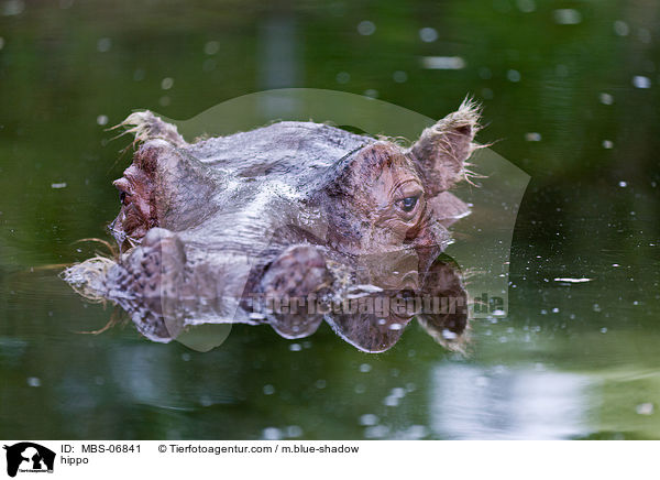 Flusspferd / hippo / MBS-06841